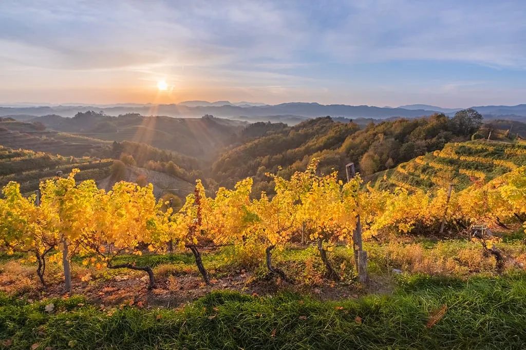 Terraced vineyards of Haloze in late afternoon, a small white church tucked between the hills.